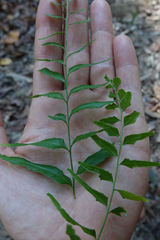 Lindsaea ensifolia
