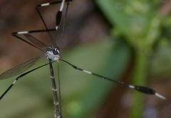 Bittacomorpha clavipes