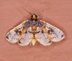 Compacta hirtalis