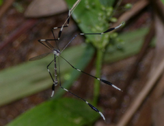 Bittacomorpha clavipes