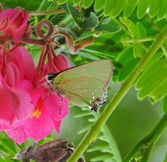 Cyanophrys miserabilis