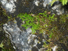 Selaginella helvetica