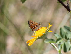 Piruna polingii