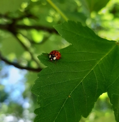 Harmonia axyridis
