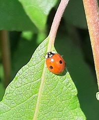 Adalia bipunctata