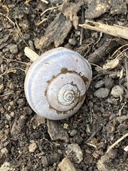 Helminthoglypta tudiculata