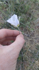 Calochortus ambiguus