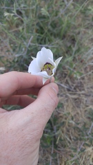 Calochortus ambiguus