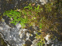 Selaginella helvetica