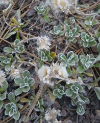 Antennaria marginata