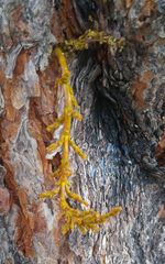 Arceuthobium divaricatum