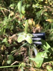 Parnassia asarifolia