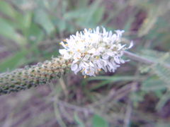Dalea phleoides