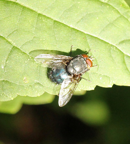 Orange-bearded Bluebottle Fly photo 3