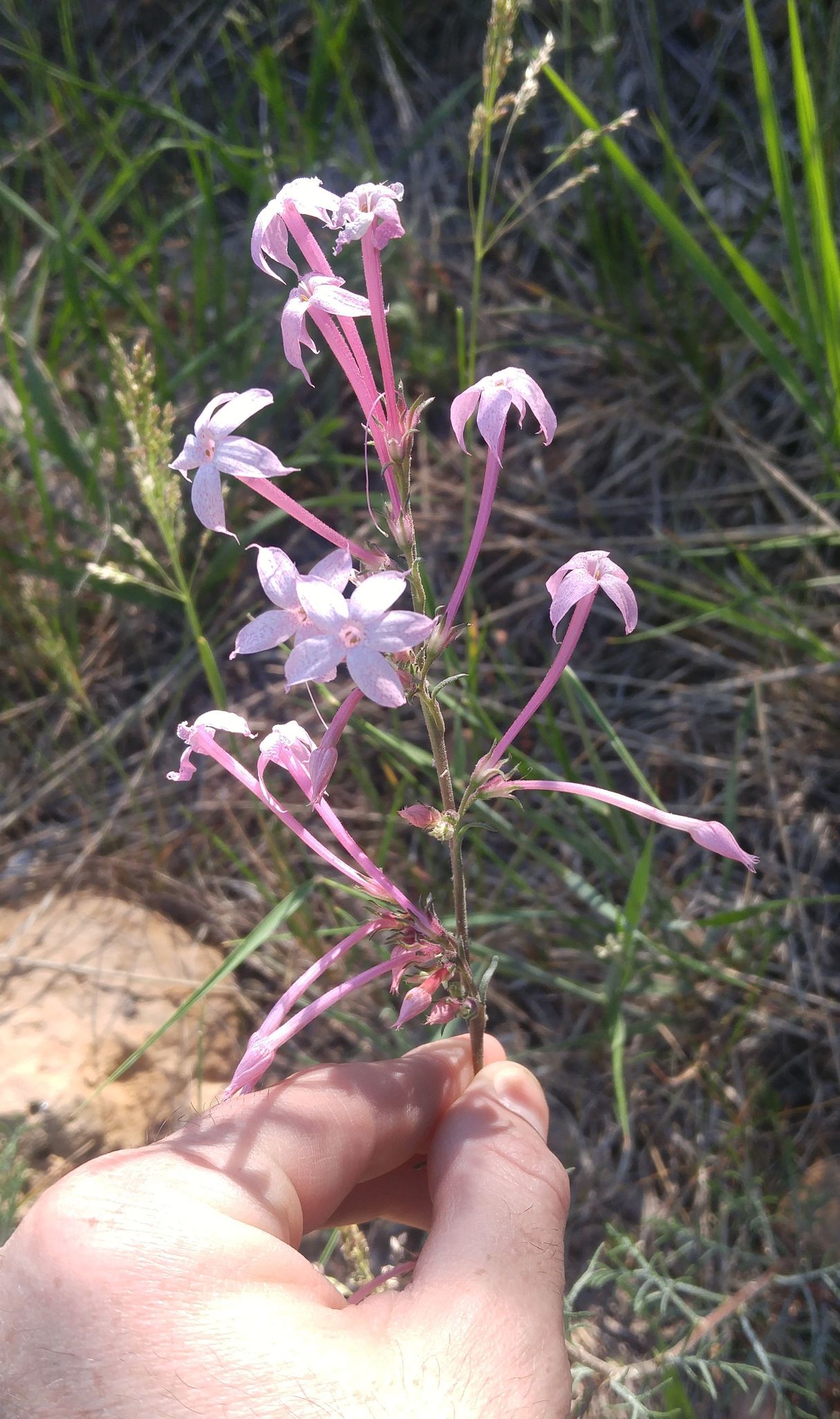 Ipomopsis tenuituba ssp. latiloba
