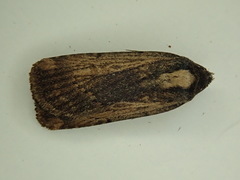 Abagrotis nanalis