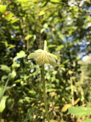 Parnassia asarifolia