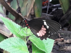 Parides erithalion