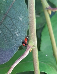 Adalia bipunctata