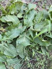Rumex alpinus
