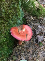 Russula peckii