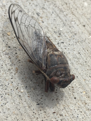 Diceroprocta digueti