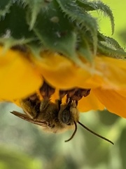 Melissodes robustior