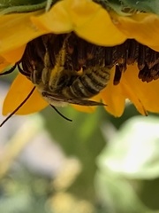 Melissodes robustior