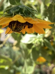 Melissodes robustior