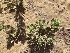 Eriodictyon crassifolium