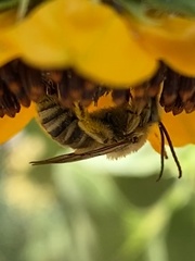 Melissodes robustior