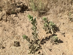 Eriodictyon crassifolium