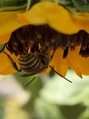 Melissodes robustior