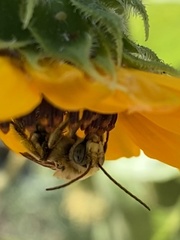 Melissodes robustior