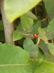 Harmonia axyridis