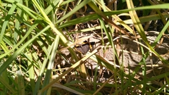 Riodina lysippoides