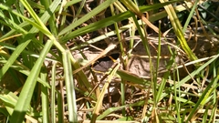 Riodina lysippoides