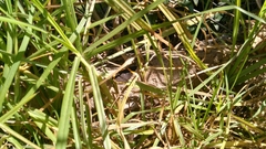 Riodina lysippoides