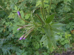 Epilobium alpestre