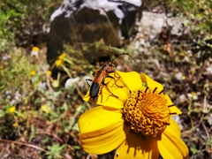 Chauliognathus limbicollis