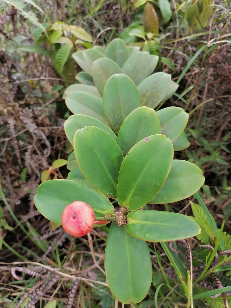 Marcgraviastrum