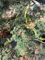 Mimosa aculeaticarpa biuncifera