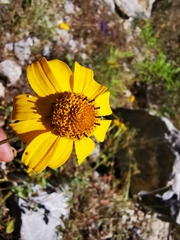 Heliopsis parvifolia