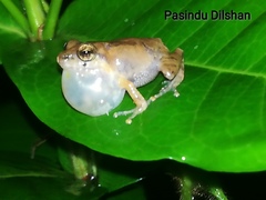 Common Shrub Frog photo 3