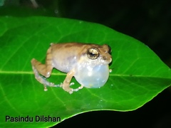 Common Shrub Frog photo 4