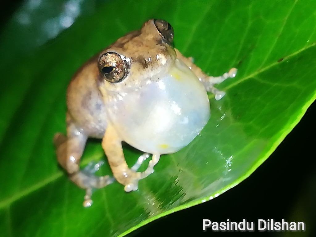 Common Shrub Frog