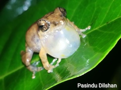 Common Shrub Frog photo 1