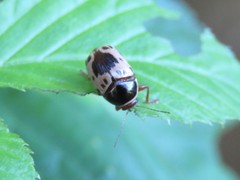 Cryptocephalus mutabilis