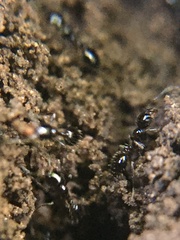 Monomorium minimum