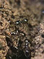 Monomorium minimum